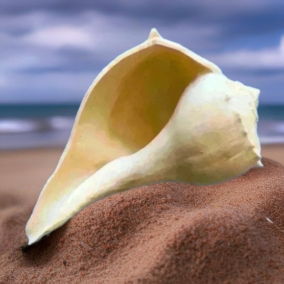 Large Cream Sea Shell Decor 🐚 - Picture 5 of 5